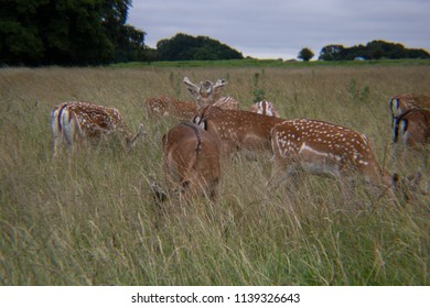 Deer in the Grass