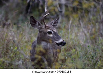 Deer In Grass