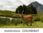 deer grazes in the Glencoe valley