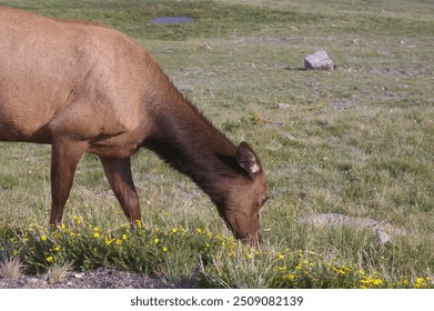 A Deer grazing in a field 