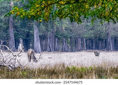 Deer Grazing in Misty Autumn Forest While Wolf Watches - Powered by Shutterstock