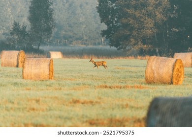 Deer Grazing in Misty Field with Hay Bales - Powered by Shutterstock