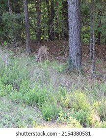 Deer Grazing In Pinnacle Mountain State Park