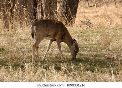 Deer Grazing At Rocky Mountain Arsenal, Colorado