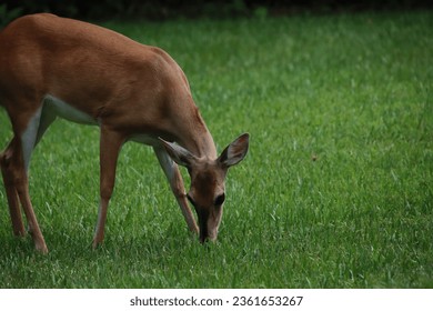 Deer in green grass tree lined field.