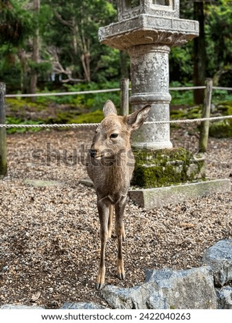 Deer greet visitors in Nara City and Tōdai-ji Temple. Deer between lanterns in Nara Park, Japan
