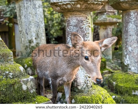 Deer greet visitors in Nara City and Tōdai-ji Temple. Deer between lanterns in Nara Park, Japan