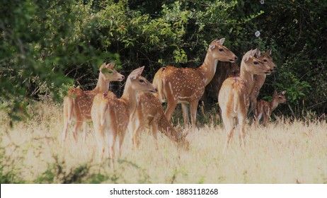 Deer Group Startled In Forest