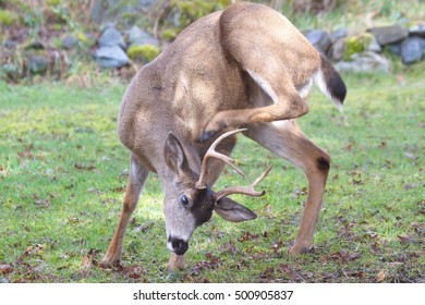 Deer Gymnastics In The Government House Park In Victoria, BC