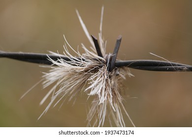 Deer Hair Caught On Barbed Fence