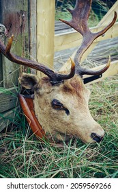 Deer Head With Antlers On Wooden Plaque. Stuffed Animal Object On Grass Against Wooden Fence.  