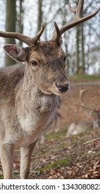 Deer head. Beautiful animal with horns. - Shutterstock ID 1343080823