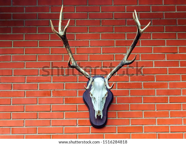 Deer Head House Brick Wall Background Stock Photo Edit Now