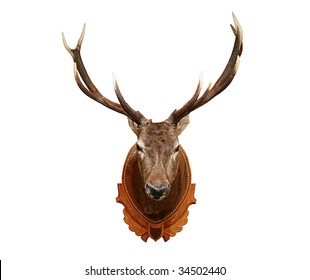 Deer Head Isolated On White Background