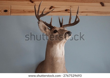 A deer head mounted on the wall.