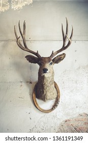 Deer Head On The Wall. Taxidermy Animal Of A Deer Head And Vintage Frame On The Old Rotten Brick Wall. Vintage Style.