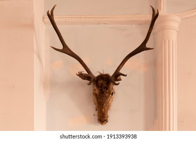 Deer Head On The Wall. Taxidermy Animal Of A Deer Head And Vintage Frame On The Old Rotten Brick Wall. Vintage Style.