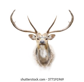 Deer Head On White Background