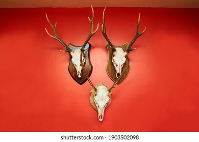 Deer Head Trophy Collection On A Red Wall.