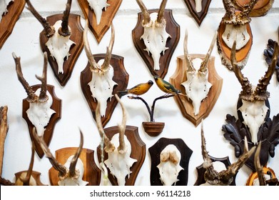 Deer Head Trophy Collection On A White Wall