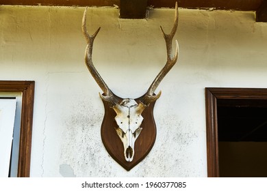 A Deer Head Trophy On A Old Wall.