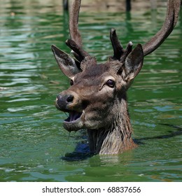 deer swimming