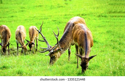 Deer herd grazing on meadow. Deer herd meadow grazing. Deer herd on deer farm