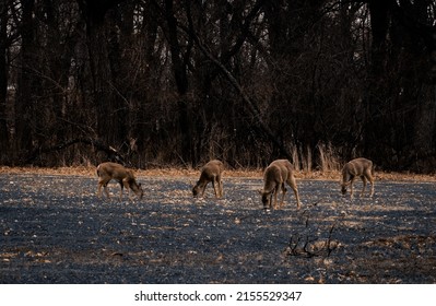 A Deer Herd Grazing In An Open Field In Illinois