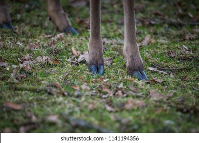 Deer Hoof On Grass