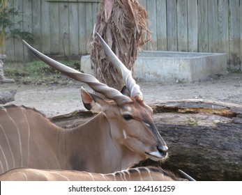 A Deer At Houston Zoo