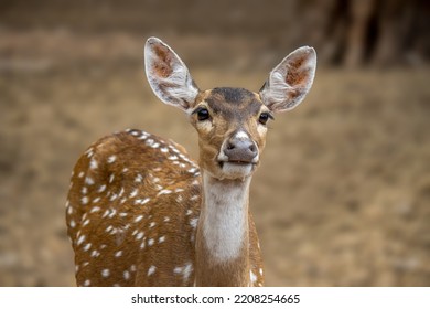 Deer Indian Wild Life Photography