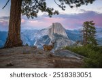 a deer infront of half dome at sunset at glacier point in yosemite national park in california