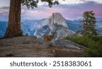 a deer infront of half dome at sunset at glacier point in yosemite national park in california