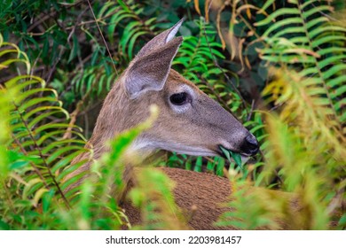 Deer Isolated Inside A Fern Forest