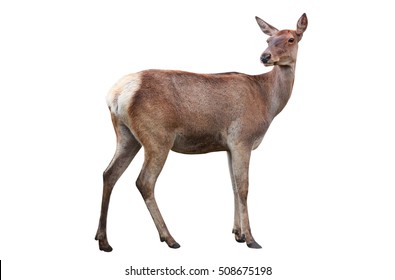 Deer Isolated On A White Background