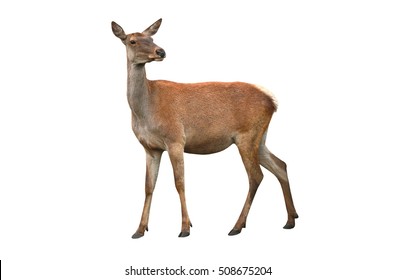  Deer Isolated On A White Background