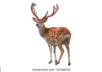 Deer Isolated In White Background 