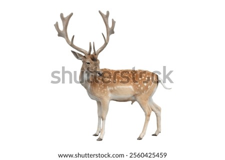 deer isolated in white background                                