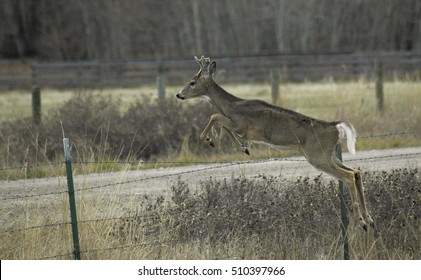 Deer Jumping Over Fence