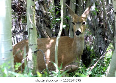 Deer At June Lake, Ca