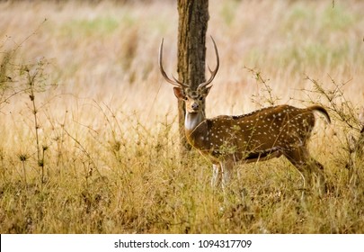 Deer In Jungle