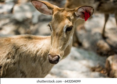 Deer in the jungle