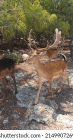 Deer Kri Kri On The Island Of Aegina