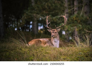 1,143 Deer laying down Images, Stock Photos & Vectors | Shutterstock