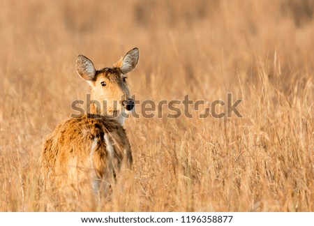 Deer looking backwards