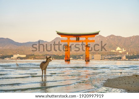 A deer looking big Torii gate at Itsukushima shinto shrine at Miyajima, Japan