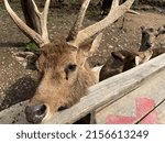 Deer looking at the camera
