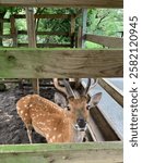 a deer looking at camera