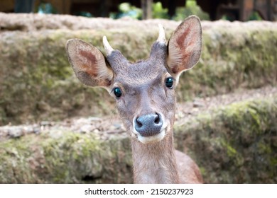 A Deer Looking at Camera