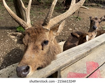 Deer looking at the camera